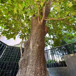 an almond tree. used by prisoners against diseases