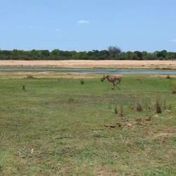 Impala Leaping