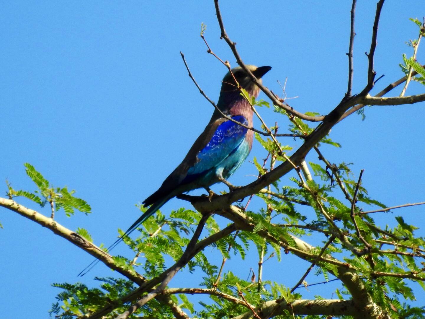 Lilac-breasted Roller