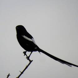 Magpie Shrike