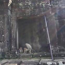 Schönes Affentheater.