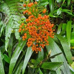 Bactris coloradonis