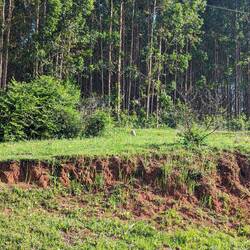 There are monkeys on the roadside