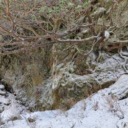 Horizontale boom tegen een verticale rots 😃