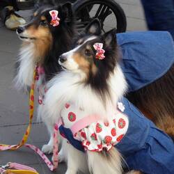 Ich gerate in einen Markt für Kleinsthundebedarf: Decken, Kleidung, Kinderwagen...