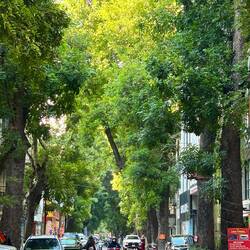 sooo greeeen streeeets