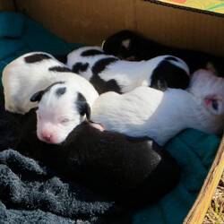 Two days old