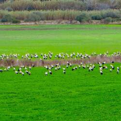 Fields filled with birds