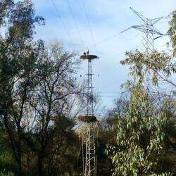 Hundreds of stork's nests