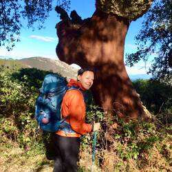Cork oak