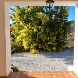 Mimosa tree shimmering with color