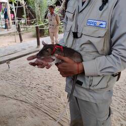 The charity uses large rats to sniff out landmines and ordnance