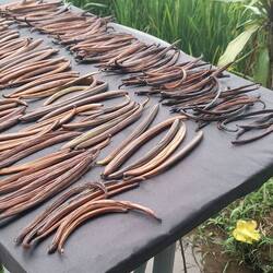 Sun dried vanilla beans