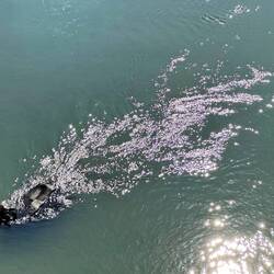 Wasserbüffel beim Bad