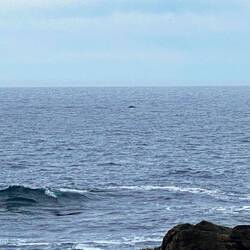 Our first whale sighting in SA