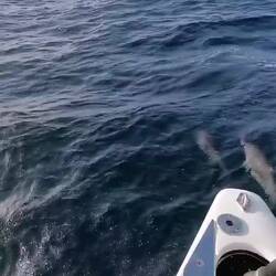 Begleitung am Bug <3