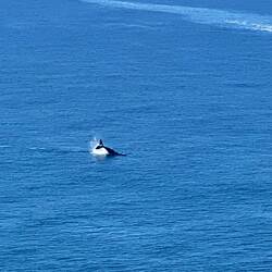 Hello Whales! (iPhone-Foto!!!)