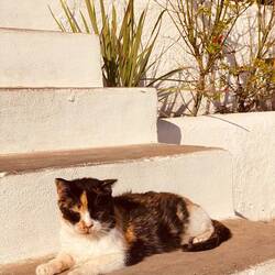 Katze müsste man sein 😺