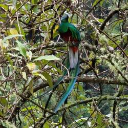 Quetzal Männchen