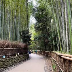 The Bamboo Forest - it was not as empty as it looks here 😅