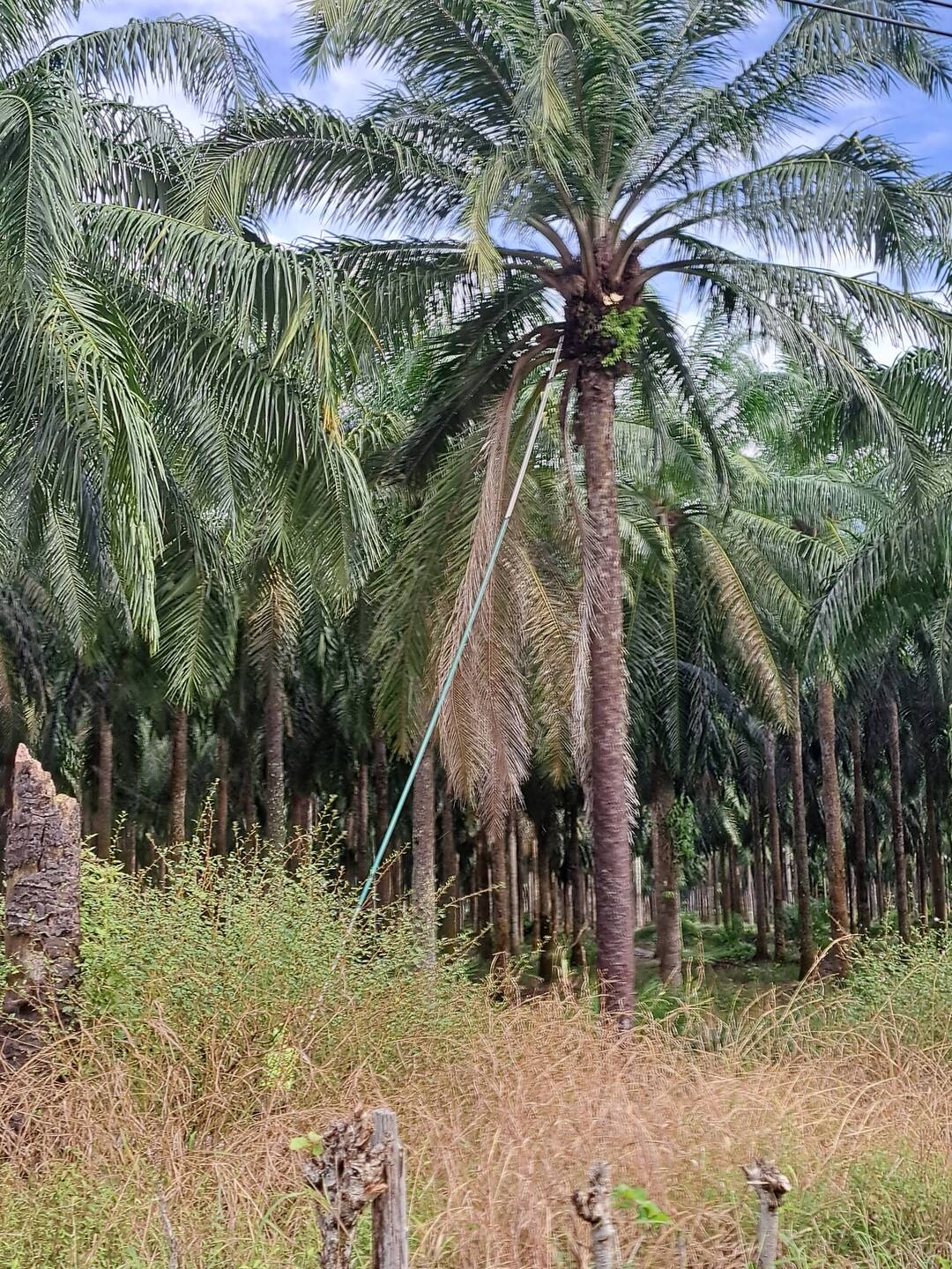 Ernten der Früchte von Palmölbäumen