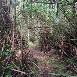 Weg im Nationalpark Arenal