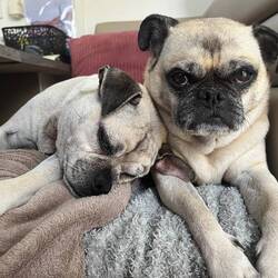 He was happy to get back to the couch (really - this is his happy face 😄)