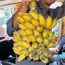 Bananen für die Fahrt