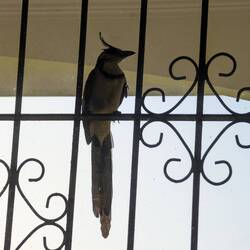 Unser Wecker der früh am Morgen ans Fenster klopfte.