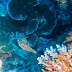 Falschaugen-Krugfisch