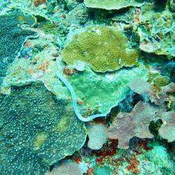 Mal eine etwas andere Seegurke