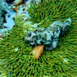 Affenhaar (Alge) - Stülpt sich die Orangutan-Krabbe zur Tarnung über