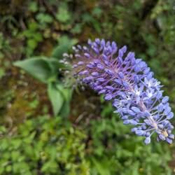 The baboons seem to like tearing these plants up for the root