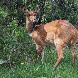 Bushbuck. Not a deer.