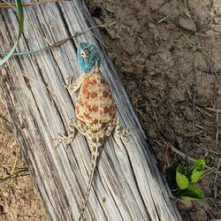 Pretty Lizard. Possibly an agama?