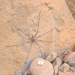 Die endemische Spinne haben wir Gottseidank nur im Museum entdeckt