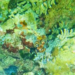 Pfauenaugenzwergfeuerfisch