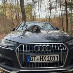 mit dem Schwamm poliert. Jetzt glänzt die Karre...