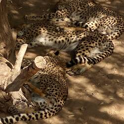 Lazy Cheetahs at Cango Wildlife Ranch