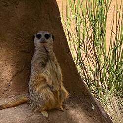 Welcome to Cango Wildlife Ranch