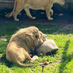 Lions at Cango Wildlife Ranch