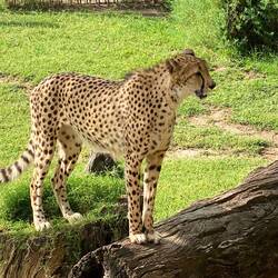 Cheetah at Cango Wildlife Ranch