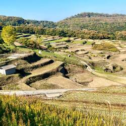 Rice terraces