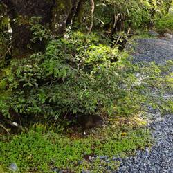 Un kea bouffeur d'essuis glaces et de joints de fenêtres!