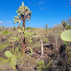 Kakteenbäume ~ weil die Schildkröten als Fressfeine so groß sind, mussten die Kakteen nachziehen
