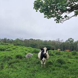 Friends auf der Weide