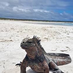 ein Wasseriguana am Posen