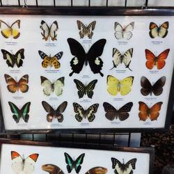 So wird die einheimische Insektenwelt systematisch dezimiert und verramscht 😥