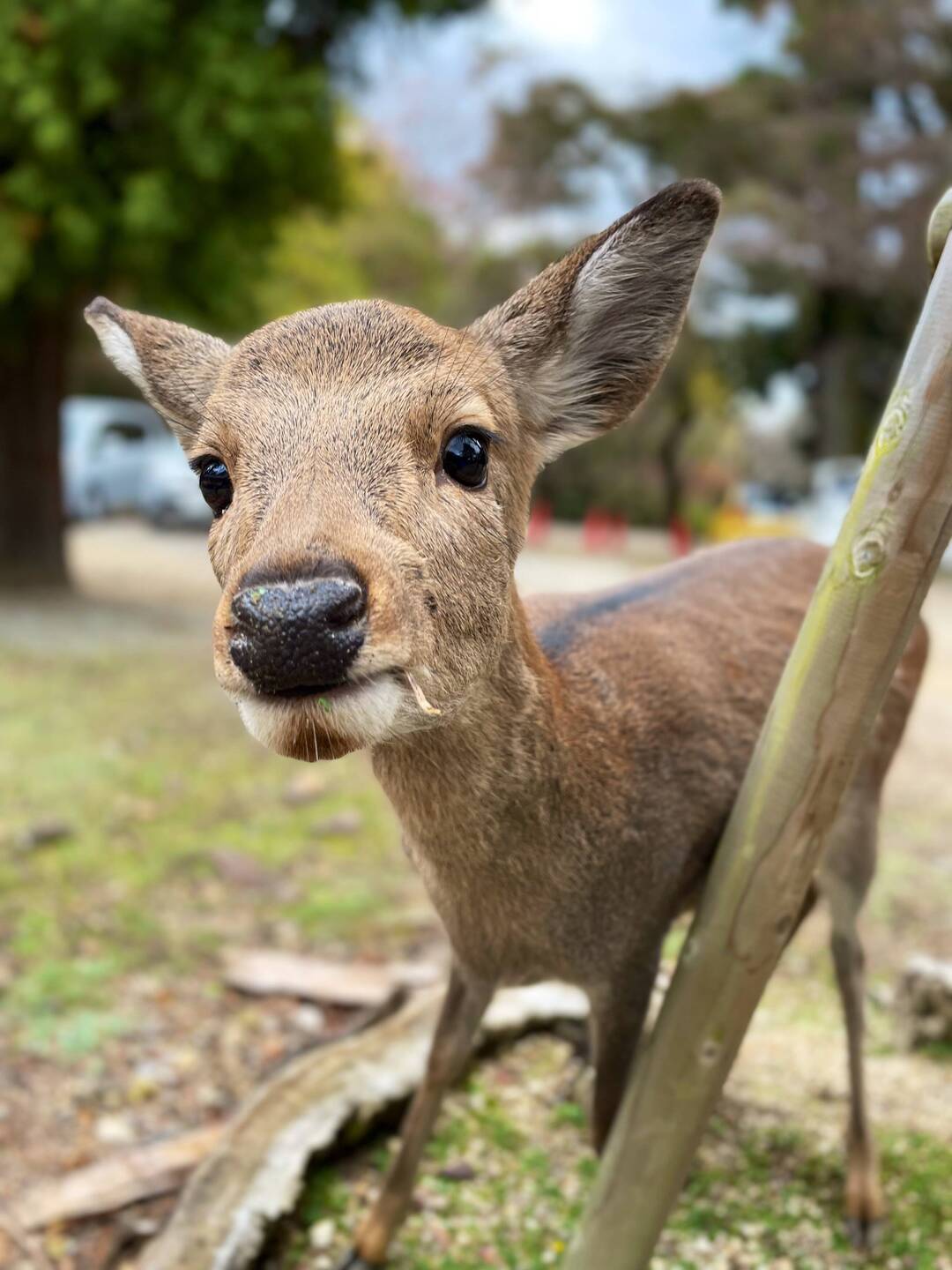 "Hello, do you have some food for me?" 😊