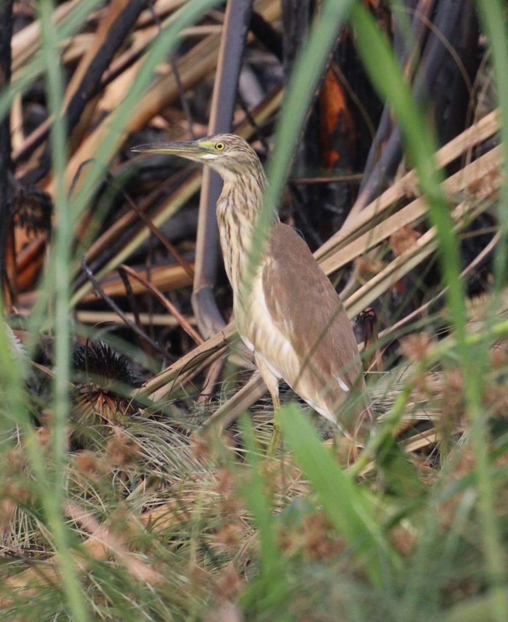 Back Browne Heron
